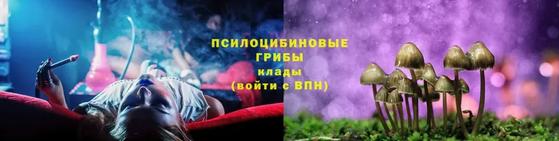 Псилоцибиновые грибы Psilocybe  Югорск 